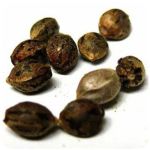 Семена марихуаны АК-47  (Seeds AK-47) в Беслане